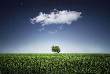 Een boom bedekt met wolken van vmb switzerland