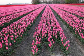 Tulpen van Jan Albada