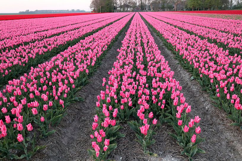 Tulpen von Jan Albada