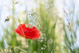 Mohnblume von Christina Neuhaus-Petrosino
