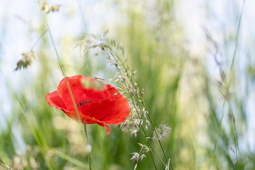 papaver