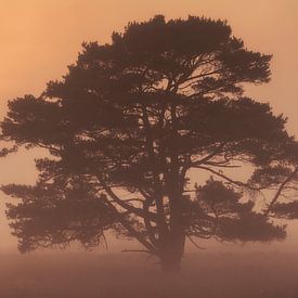 Coucher de soleil brumeux sur le champ de Leersum sur Martijn Schruijer