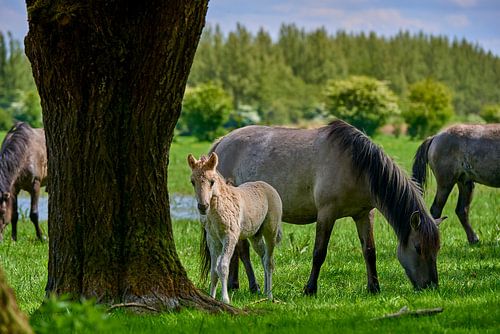 Konikpaard veulen is nieuwsgierig