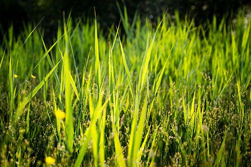 De l'herbe par une chaude journée d'été