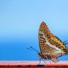 Kleurrijke vlinder tegen blauwe achtergrond van Maerten Prins