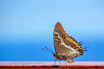Kleurrijke vlinder tegen blauwe achtergrond