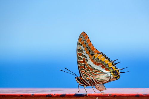 Kleurrijke vlinder tegen blauwe achtergrond