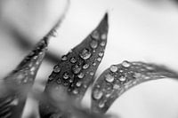 Little drops of nature