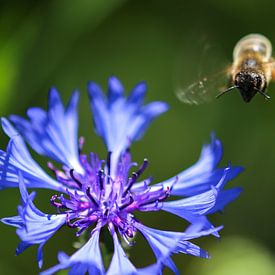 Bee approaching a cornflower by Reiner Conrad