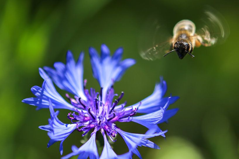 Biene im Anflug auf eine Kornblume von Reiner Conrad