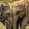 Des éléphants indiens avec leurs petits dans le parc national de Yala au Sri Lanka sur Lex van Doorn