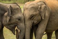 Indische Olifanten met jong in Yala Nationaal Park Sri Lanka