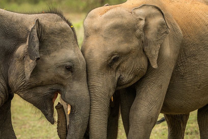 Indische Elefanten mit Jungtieren im Yala-Nationalpark Sri Lanka von Lex van Doorn