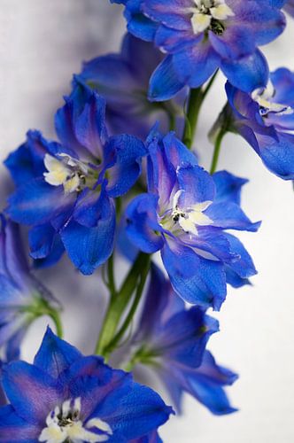 Blue Larkspur