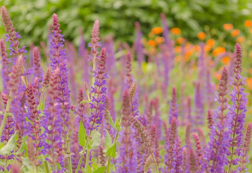 Purple floral splendor, the Salvia by Ans Bastiaanssen