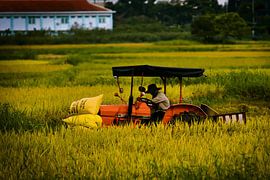 Modern farming in rice paddies by Frank Photos