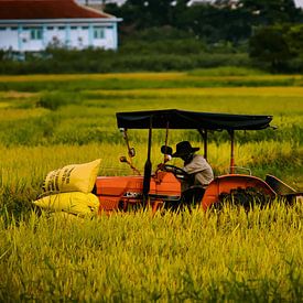 Moderne Landwirtschaft in den Reisfeldern von Frank Photos