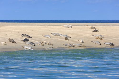 Rustende zeehonden op zandbank in Waddenzee