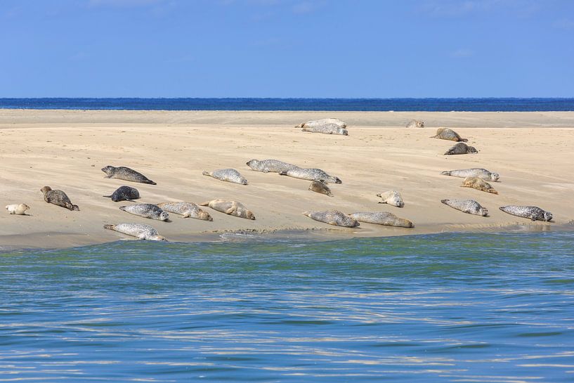 Rustende zeehonden op zandbank in Waddenzee van Anja Brouwer Fotografie