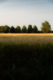 Neue friesische Landschaft 2024 von Stephan van Berkel