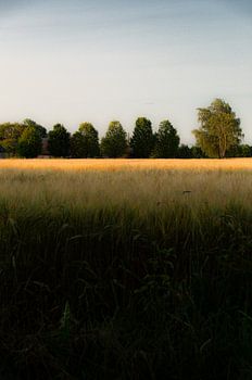 New Frisian Landscape 2024