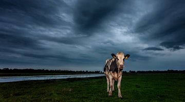 Koe in leeg weiland van Martijn van Dellen