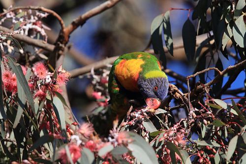 Regenbooglori, in de natuurlijke habitat, Queensland, Australië