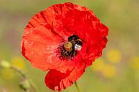 Erdhummel auf Mohnblume