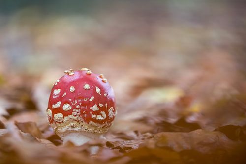 red with white dots