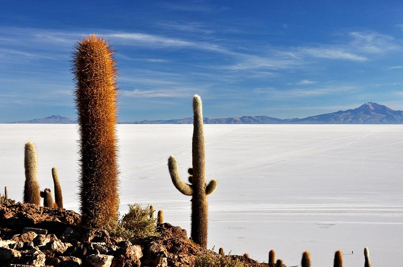 Incahuasi Island in the heart of the Salar d&#039;Uyuni by Frank Photos