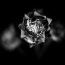 Rosen in schwarz-weiß von Rene  den Engelsman Miniaturansicht