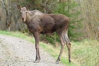 Eland op en gruisweggetje.