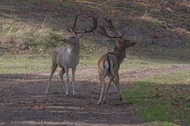 The Fight by Wesley Klijnstra