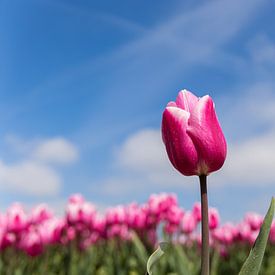 Tulip against a blue sky van Leo Kramp Fotografie