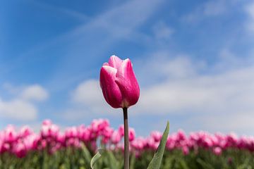 Tulip against a blue sky by Leo Kramp Fotografie