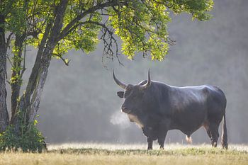 De baas - een grote Tauros stier