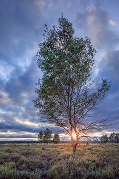 Birke auf einem Moorland beleuchtet von einem sunset_1 von Tony Vingerhoets