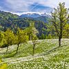 Jonquilles blanches à Golica, Slovénie sur Henk Meijer Photography