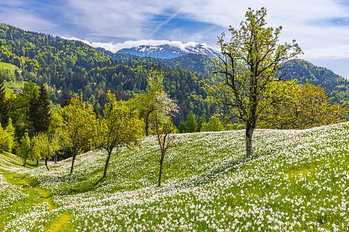 Witte narcissen in Golica, Slovenie