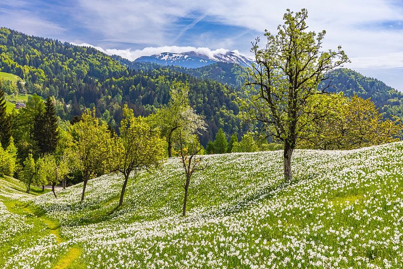White daffodils in Golica, Slovenia by Henk Meijer Photography