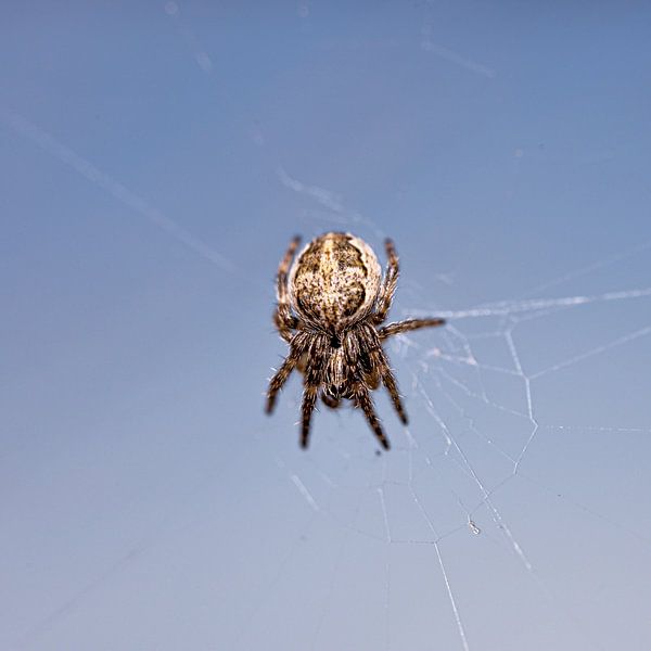 Spinne mit blauem Hintergrund von scott van maurik