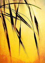 Grass in the evening sunlight van Roswitha Lorz