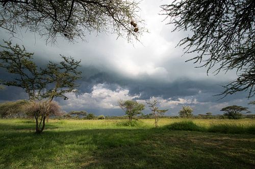 Serengeti