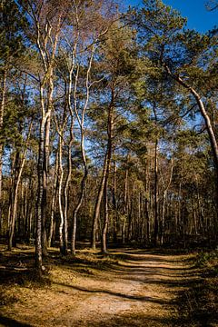 Bospad op de Nederlandse Veluwe van Linsey Aandewiel-Marijnen