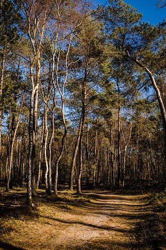 Bospad op de Nederlandse Veluwe