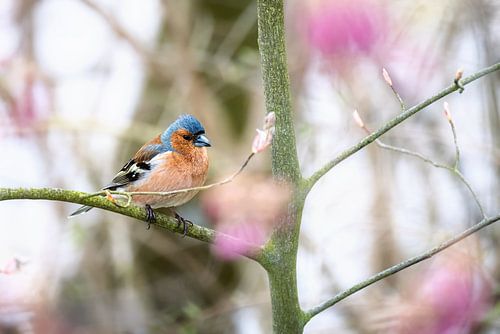 Pinson mâle dans un cerisier ornemental en fleurs sur ManfredFotos