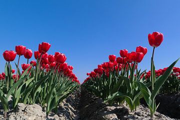 de rode tulp