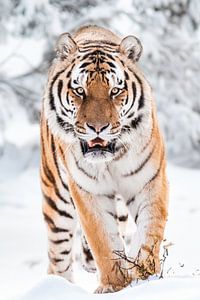 tigre dans la neige