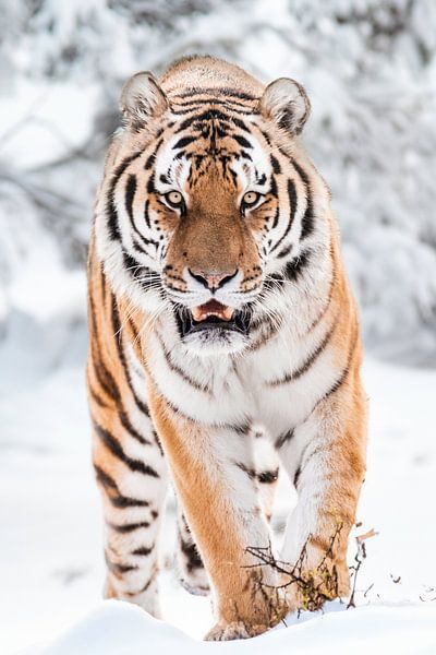 tiger in the snow by Design Wall Arts