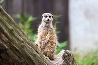 Een stokstaartje in Ouwehands Dierenpark